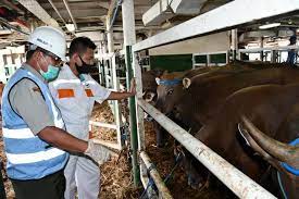 Today i will explain about veterinary technicians in indonesia. Barantan Pastikan Keamanan Dan Kelancaran Hewan Kurban Di Tanjung Priok Faktapers Id