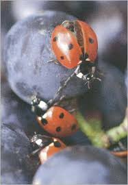 Image result for Burgundy Red 2004 S6