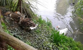 Other amusement parks include parque del café in the coffee triangle, mundo aventura and parque salitre in bogotá, and parque jaime duque just north of the. Patos Parque Safari Itchile