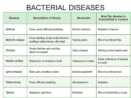 A Chart Showing Infectious Bacteria And Disease Caused By