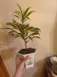 Image result for Dracaena reflexa