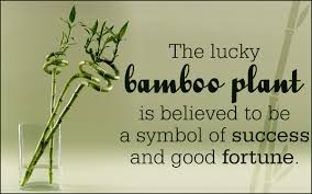 How to take care of lucky bamboo. Treat Them Right Know How To Care For Indoor Bamboo Plants Gardenerdy