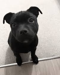 You Gots Any Treatos For Me Now Mama Cute Dogs Staffy Bull Terrier Cute Animals