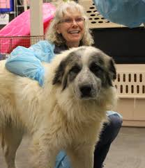 Cash, visa, discover or mastercard. Dogs At Overburdened North Texas Shelter Try Getting Adopted In Denver