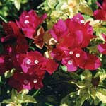 Varying from 1.5 mtr to 2 mtr (h) x 1.5 mtr to 2 mtr (w) depending on the variety. Bambino Bougainvilleas Abundance Cafe Garden Centre