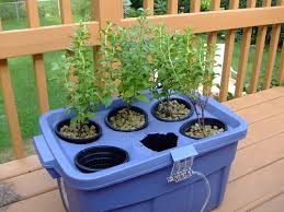 Hydroponics is a soilless form of growing. Beginner S Guide To Hydroponic Gardening Gardening Channel