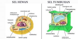 We did not find results for: 5 Fungsi Mitokondria Pada Sel Hewan Penghasil Energi Hingga Membantu Kematian Sel Merdeka Com