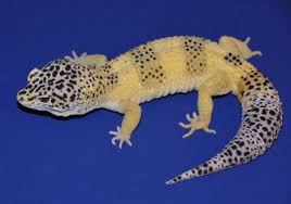 Search result for leopard gecko coloring pages coloring pages and worksheets, free download and free printable for kids and lots coloring pages and worksheets. Lemon Frost Leopard Geckos Cancers Similar To Human Melanomas The Scientist Magazine