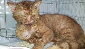 Asitle Yakilan Kedi 2 Aylik Tedaviyle Hayata Tutundu Haberler Com Guncel