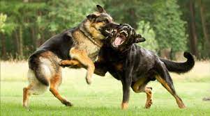 cobaku ukusila drugaya sobaka sobaki balabaki