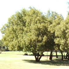 Image result for Searsia rogersii