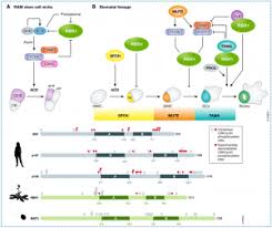 Cytokinesis performs differently in animal cells and plant cells. Plantae Review Roles Of Plant Retinoblastoma Protein Cell Cycle And Beyond Embo J Plantae