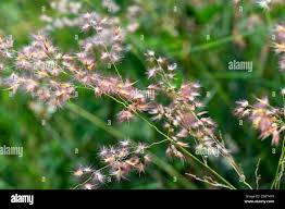 Image result for Melinis repens