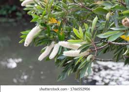 Image result for Cunonia