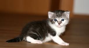 Ich bin ganz neu hier. Katzenbaby Eingewohnen Fello