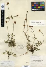 Image result for Trifolium baccarinii