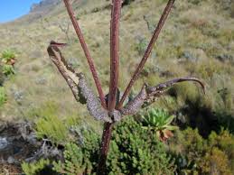 Image result for Dipsacus pinnatifidus