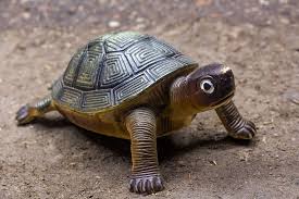 A collection of the top 55 8k ultra hd nature wallpapers and backgrounds available for download for free. Hd Wallpaper Turtle Turtle Toy Animals Toys Cute Game Animal Themes Wallpaper Flare