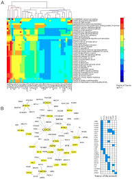 How do you get cancer? Prognostic Gene Expression Signature Revealed The Involvement Of Mutational Pathways In Cancer Genome
