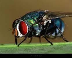 Bluebottle Fly Bugs And Insects Blue Bottle Natural Form Art