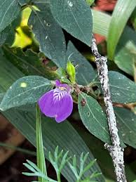 Image result for Xylotheca tettensis