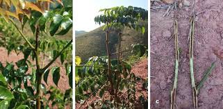 Image result for Erythrophleum