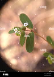Image result for Euphorbia hyssopifolia