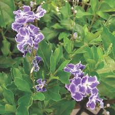 Image result for Duranta erecta