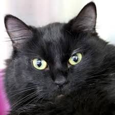 Hi I M Sylvie I M A 2 Year Old Spayed Female Black Domestic Medium Hair Animals Cute Cats Crazy Cats