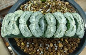 Growing cacti and other succulent plants can be an addictive pastime! Top2 Most Expensive Succulent Plants In The World Which One Do You Have Succulents Planting Succulents Led Grow Lights Succulents