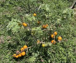 Image result for Solanum viarum