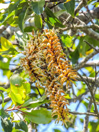 Image result for Faurea