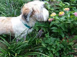Rocky Lantana Dogs Animals Lantana