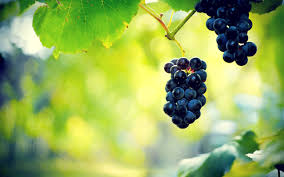 Vines hd wallpapers, desktop and phone wallpapers. Nature Plants Photography Leaves Vines Grapes Vine Leaves Macro Berries Black Grapes Vibrant 2560x1600 Wallpaper Wallhaven Cc