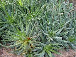 Aloe humilis, also known as spider aloe is a species of succulent plant in the genus aloe. Aloes Niski Opis I Uprawa Chlorofilowy Dziennik