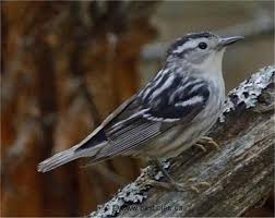 Des oiseaux protégés aux reptiles en passant par les carnivores sauvages, mais aussi les félins protégés, tous les photographes, en prenant garde à leur habitat, ont pris des clichés de plusieurs espèces en voie d'extinction, contemplez par exemple ce tableau oiseau noir et blanc migration La Paruline Noir Et Blanc Mniotilta Varia