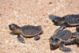 These turtles are solitary nesters, nesting in low densities on small scattered beaches. Nakheel Highlights Hawksbill Turtle Hatchings On World Environment Day Baby Turtles Baby Sea Turtles Turtle Hatching