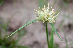 Image result for Cyperus obtusiflorus