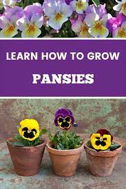 How To Grow Pansy Flowers Viola X Wittrockiana Pansies Gardening Channel Pansies Flowers Beautiful Flowers Garden Pansy Garden