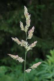 Image result for Phalaris arundinacea