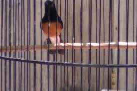 Bahkan burung cililin di anggap sebagai master/guru vokal untuk burung lainnya seperti, kacer,cucak ijo , murai baru dan burung lainnya terutama burung yang dilombakan. Burung Murai Batu Cucak Ijo Dan Cucak Rawa 3 Jenis Ocehan Berikut Harganya Portal Jogja