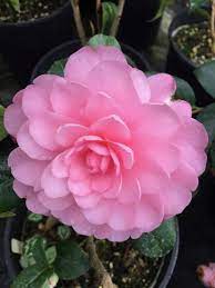 Camellia X Williamsii Waterlily Xera Plants