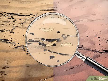 3 Ways to Treat Woodworm - wikiHow