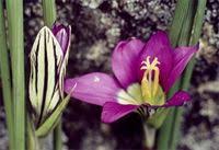 Image result for Romulea camerooniana