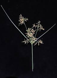 Image result for Cyperus longus