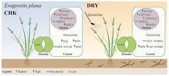 Image result for Eragrostis plana