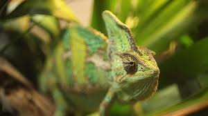 Some chameleons also change colors to help their bodies adjust to changes in temperature or light. 7 Animals That Are Better Color Changers Than Chameleons Mental Floss