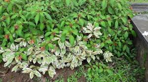 Image result for Manihot carthagenensis