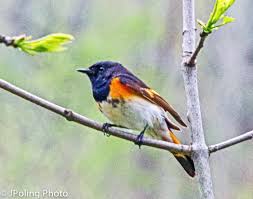 Birds Of Western North Carolina Photos American Redstart Male Asheville Nc Pet Birds Animals Western North Carolina