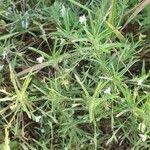 Image result for Justicia matammensis